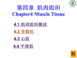 肌肉组织PPT课件.ppt