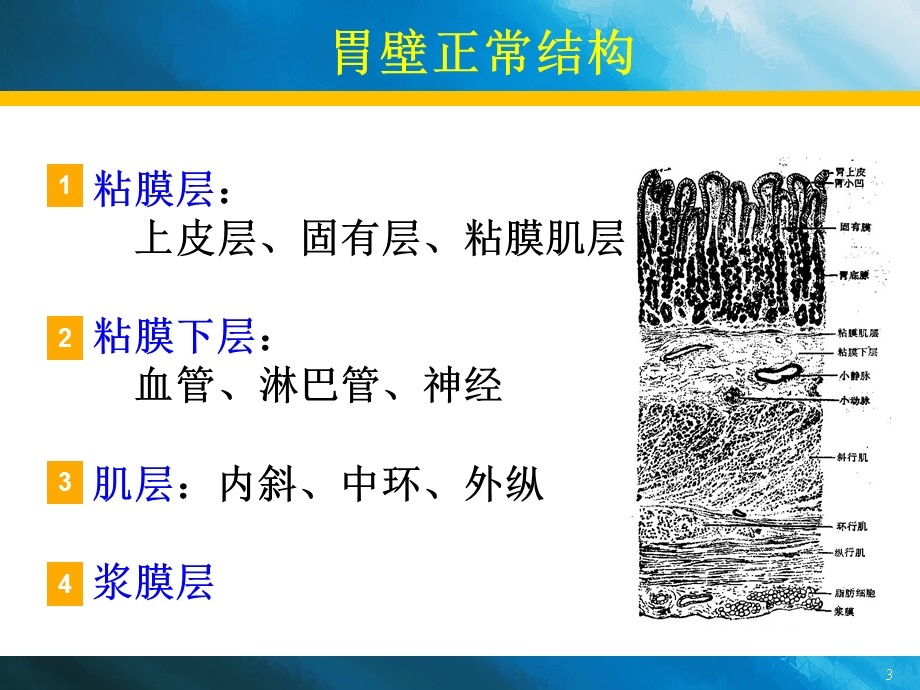 急性胃炎、慢性胃炎诊疗新、全、美.ppt_第3页