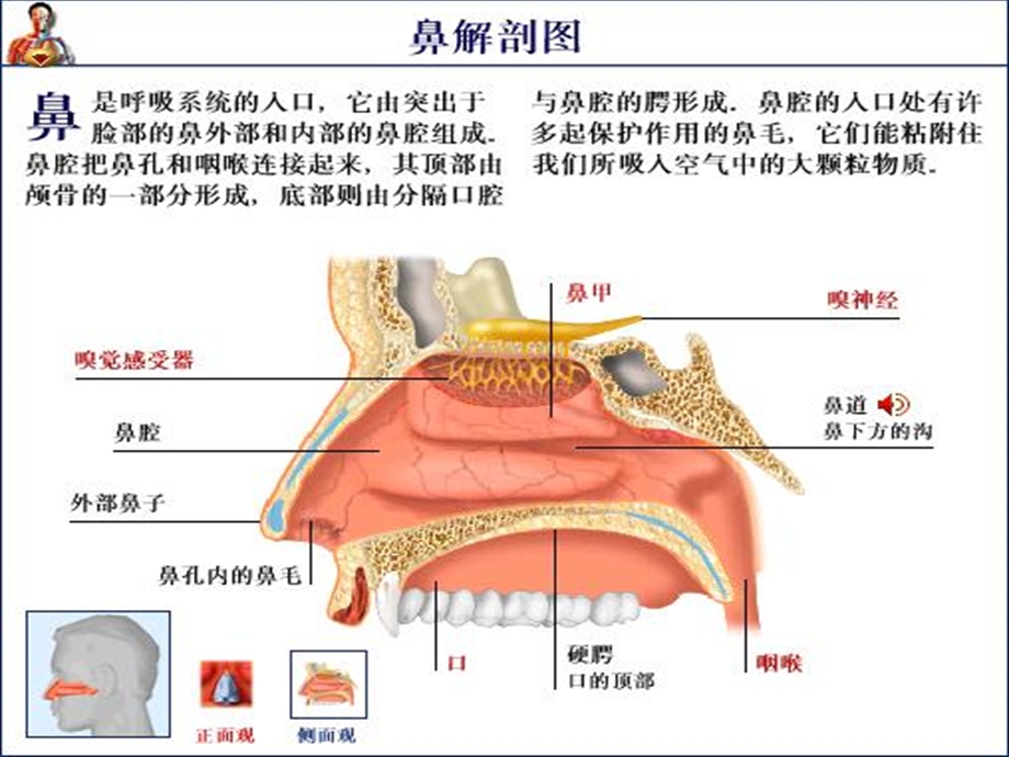 鼻出血病人护理查房.ppt_第2页