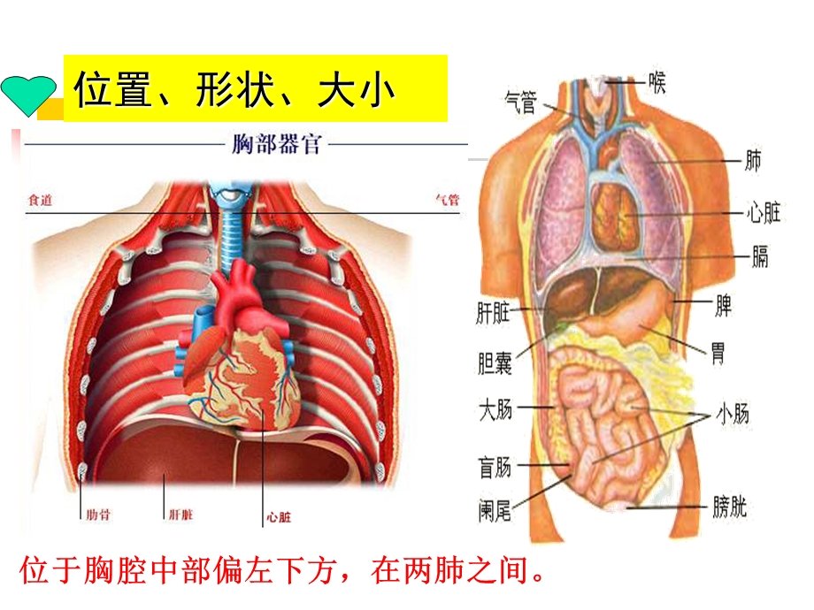 心脏基础护理ppt课件.ppt_第2页