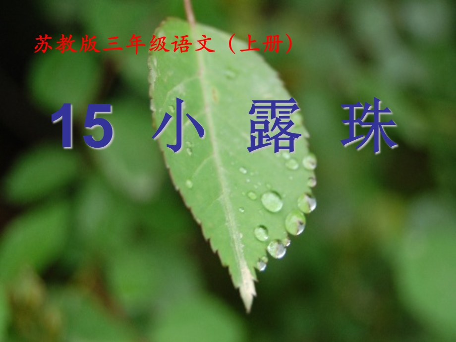 15、小露珠.ppt_第1页