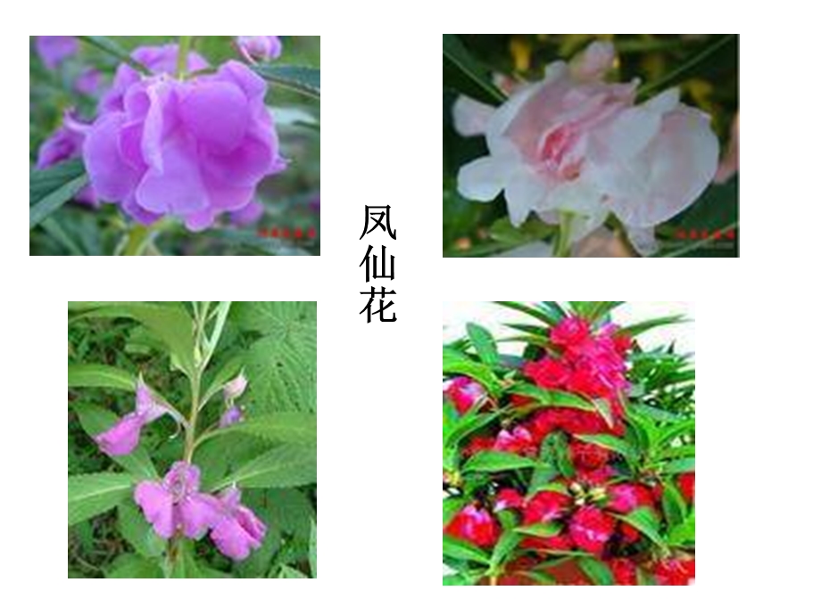 《小鸟和牵牛花》课件.ppt_第3页