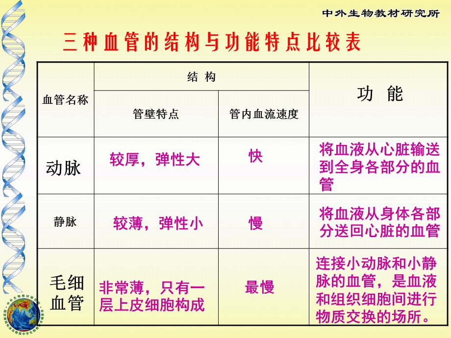 102人体的血液循环.ppt_第3页