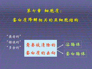 分子 细胞与组织教学课件7.细胞质：蛋白质降解相关的亚细胞结构.ppt