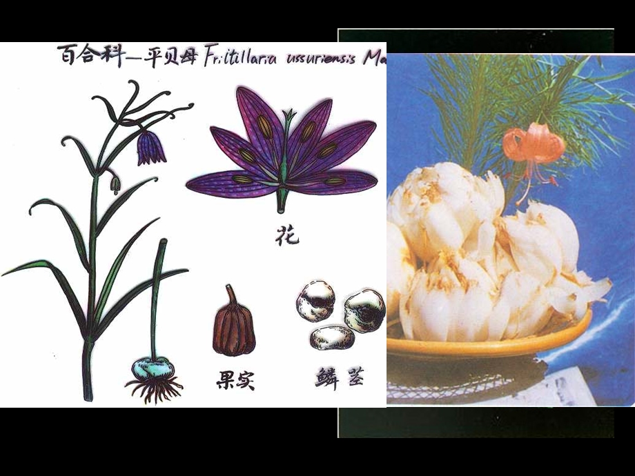 植物学教学资料单子叶植物2.ppt_第3页