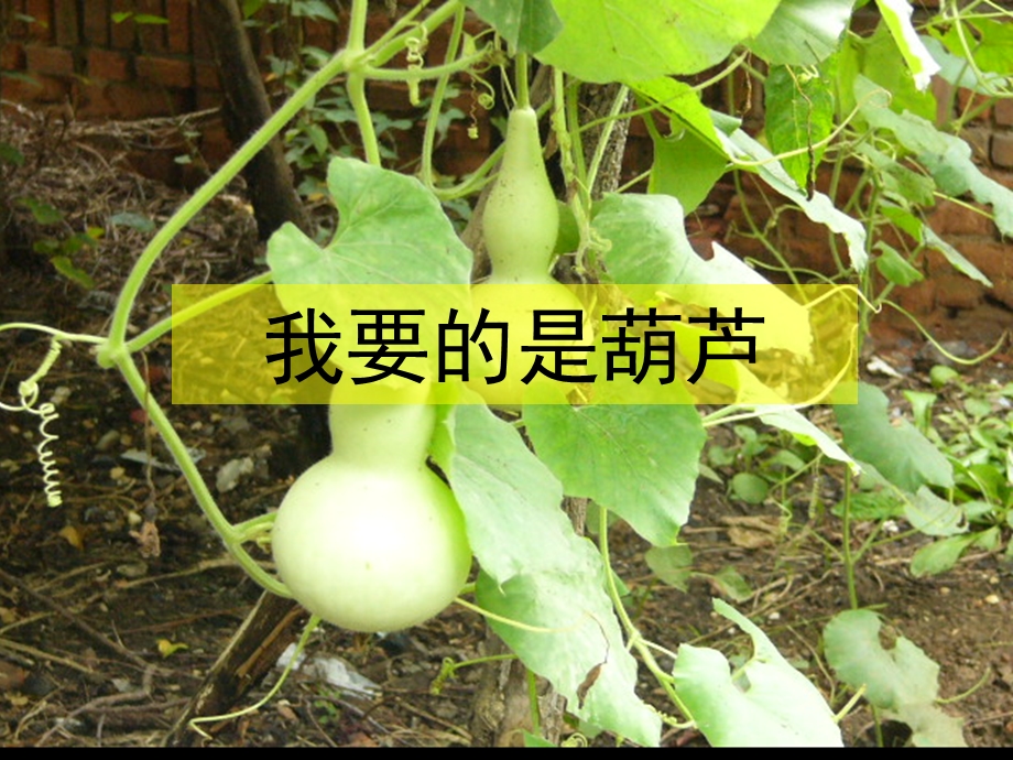 14.我要的是葫芦.ppt.ppt_第1页