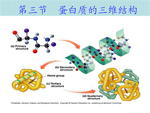 高级生物化学蛋白质的三维结构.ppt