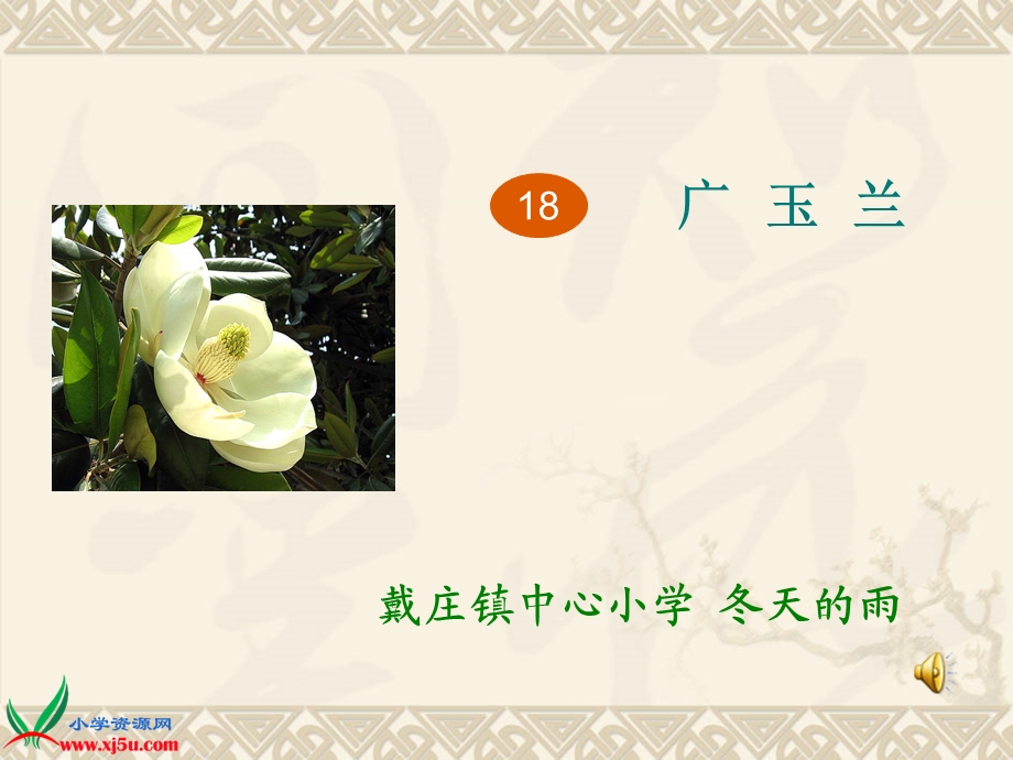 18广玉兰(10).ppt_第1页