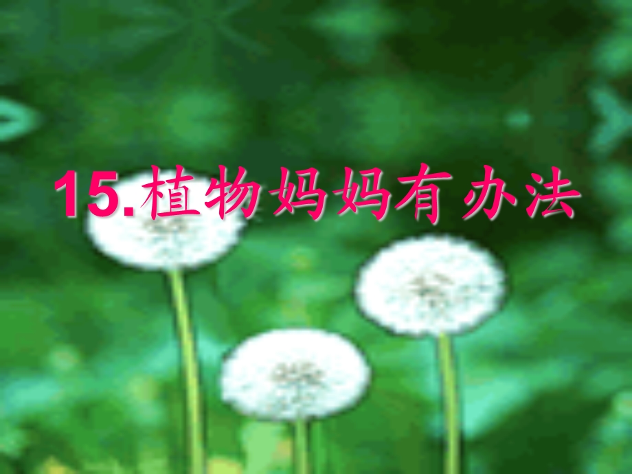 15植物妈妈有办法.ppt_第1页