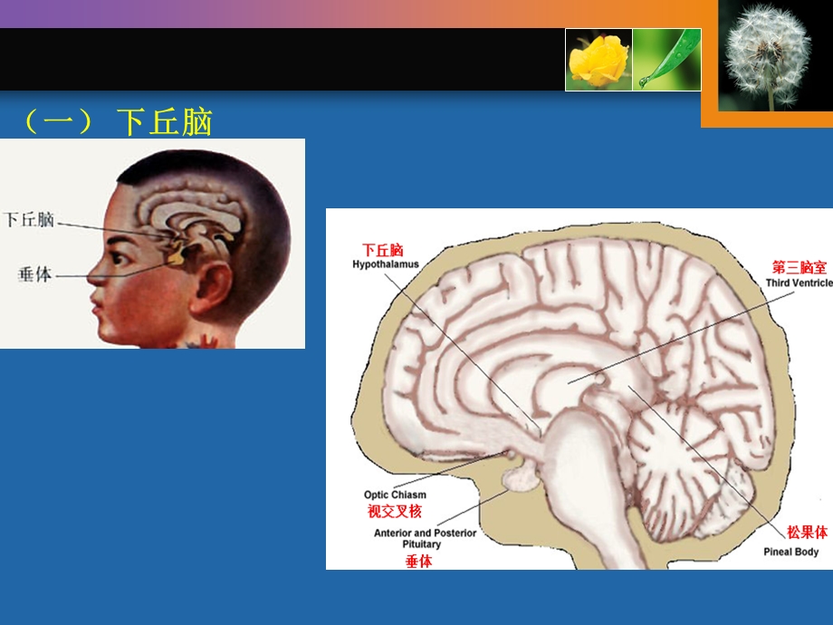 家畜繁殖学-第二章.ppt_第2页