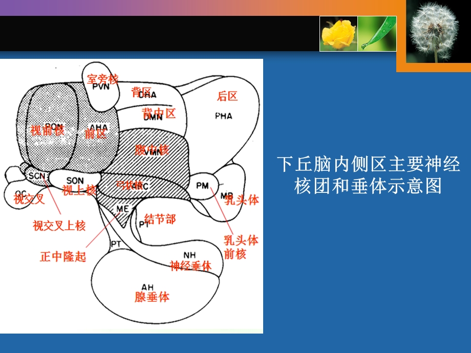 家畜繁殖学-第二章.ppt_第3页