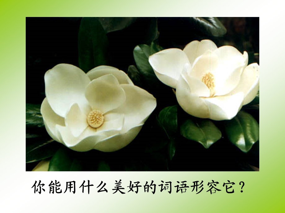 18广玉兰(7).ppt_第2页