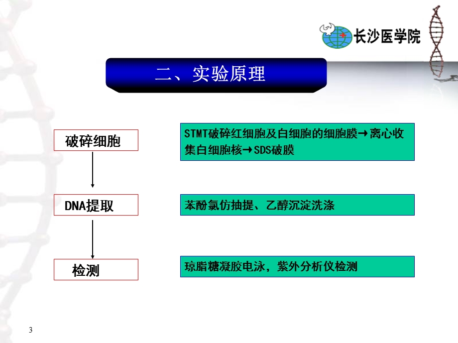 外周血白细胞中DNA提取与检测.ppt_第3页