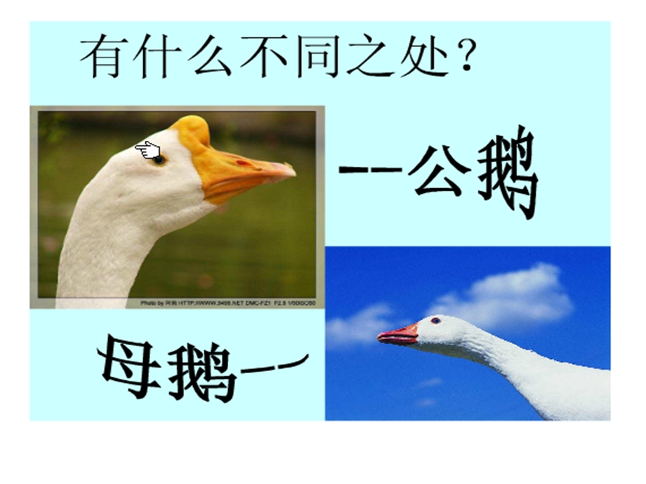 14白公鹅.ppt.ppt_第2页