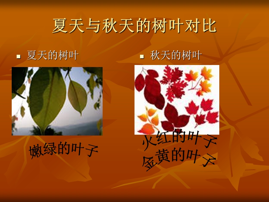 夏天与秋天的树叶对比.ppt_第1页