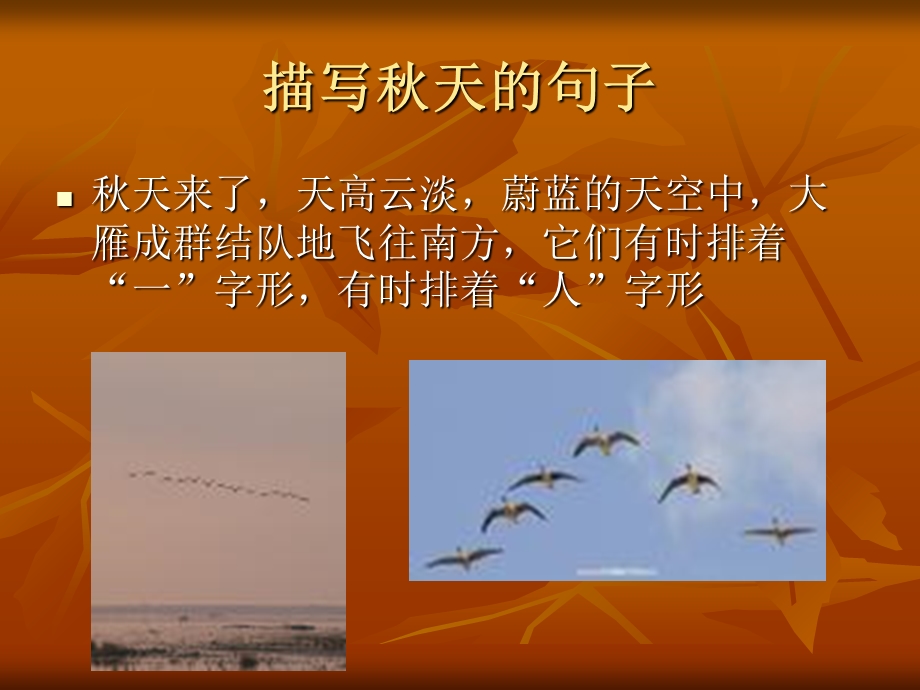 夏天与秋天的树叶对比.ppt_第3页