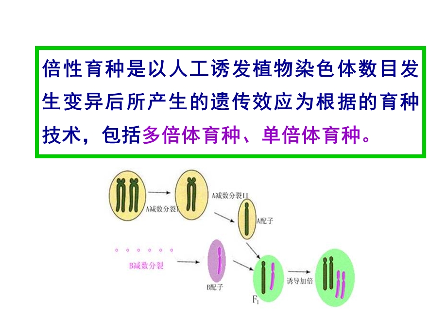 作物育种学刘裕强第九章 倍性育种.ppt_第2页