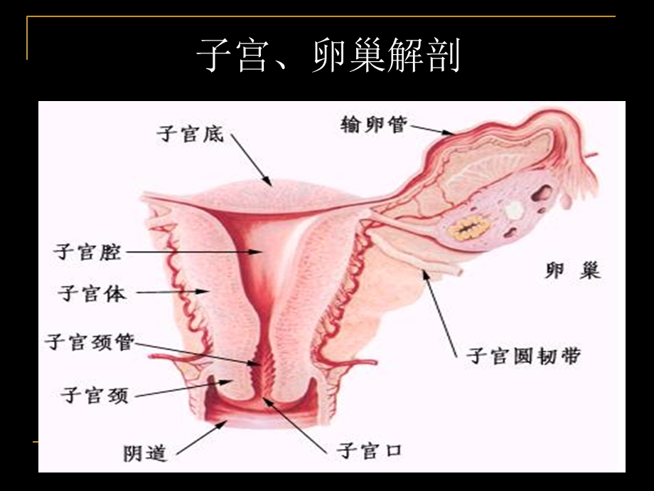 宫颈癌mri临床应用 ppt课件.ppt_第3页