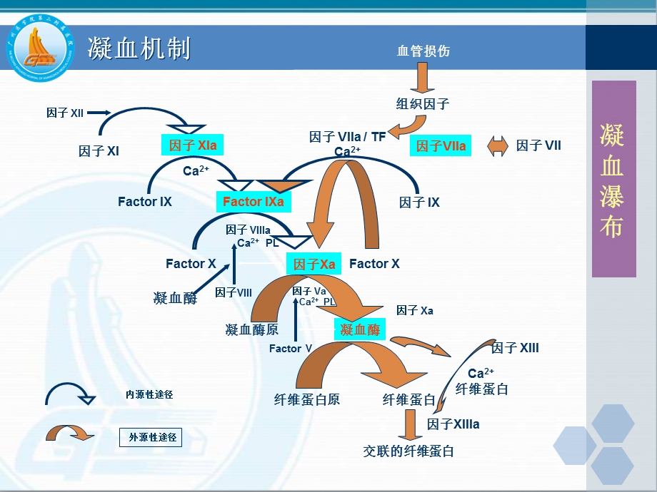 AT和D-Dimer的临床应用进展.ppt_第3页