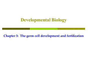 III生殖细胞发生与受精(I).ppt