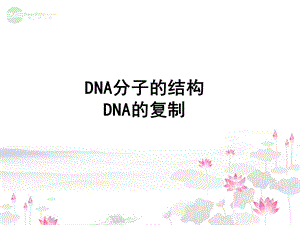 DNA分子的结构和DNA分子的复制.ppt