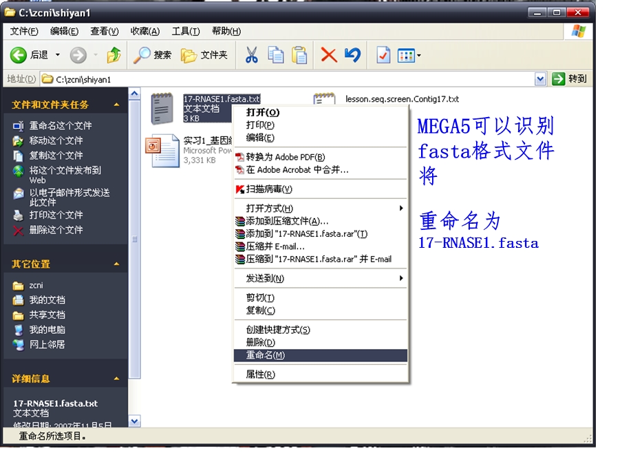 MEGA5构建系统发育树.ppt_第3页