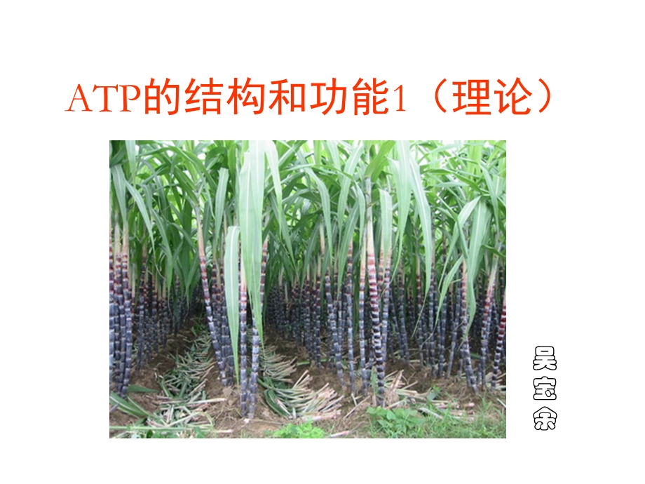 ATP的结构和功能(新理论).ppt_第1页