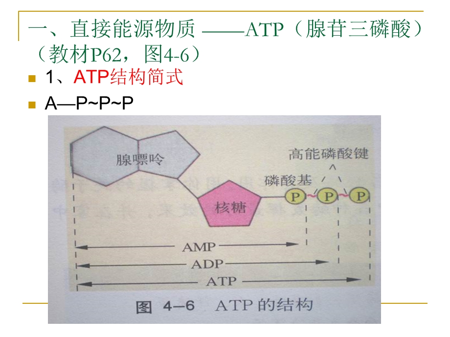 ATP的结构和功能(新理论).ppt_第2页