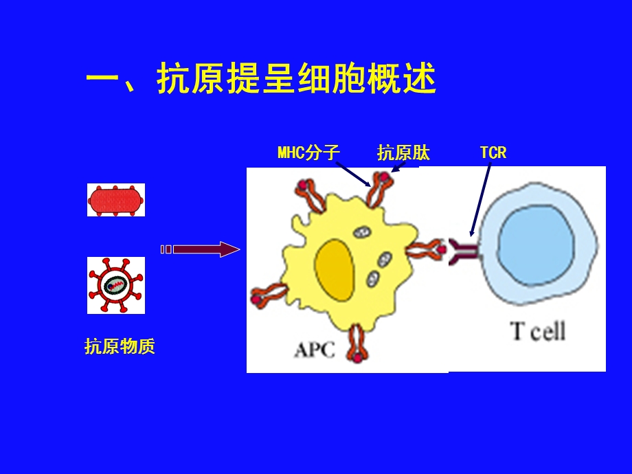 APC及其对Ag的提呈.ppt_第3页