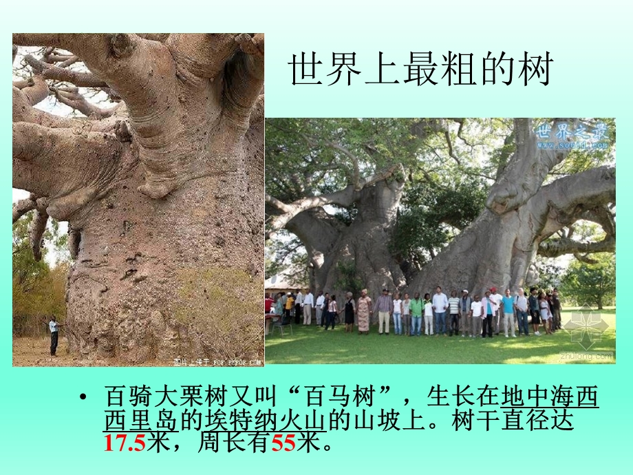 《植物茎的输导功能》.ppt_第2页