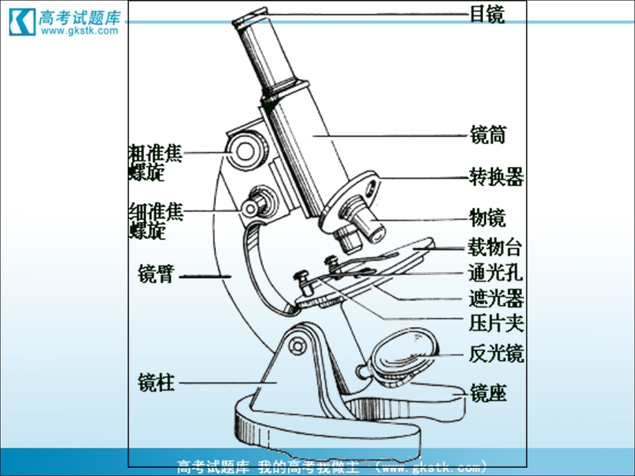 《细胞的多样性和统一性》课件新人教版.ppt_第3页