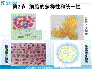 《细胞的多样性和统一性》课件新人教版.ppt