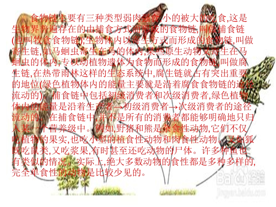 《食物链和食物网》教育.ppt_第2页