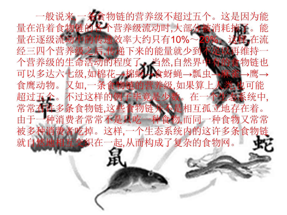 《食物链和食物网》教育.ppt_第3页