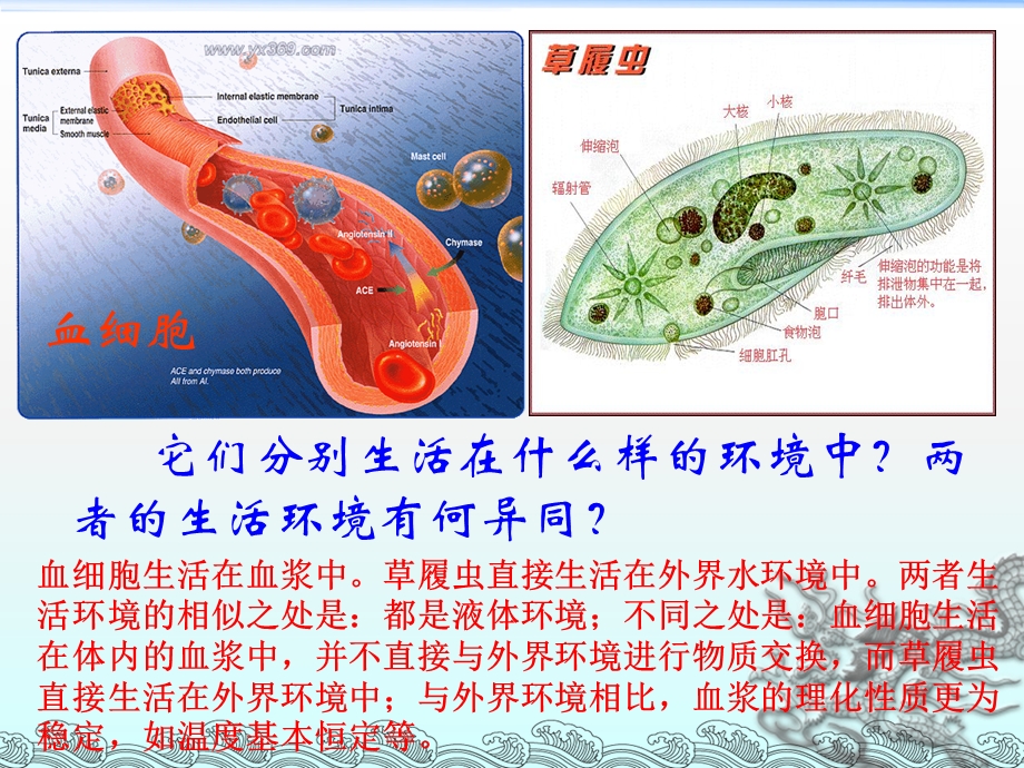 《人体的内环境与稳态》.ppt_第3页