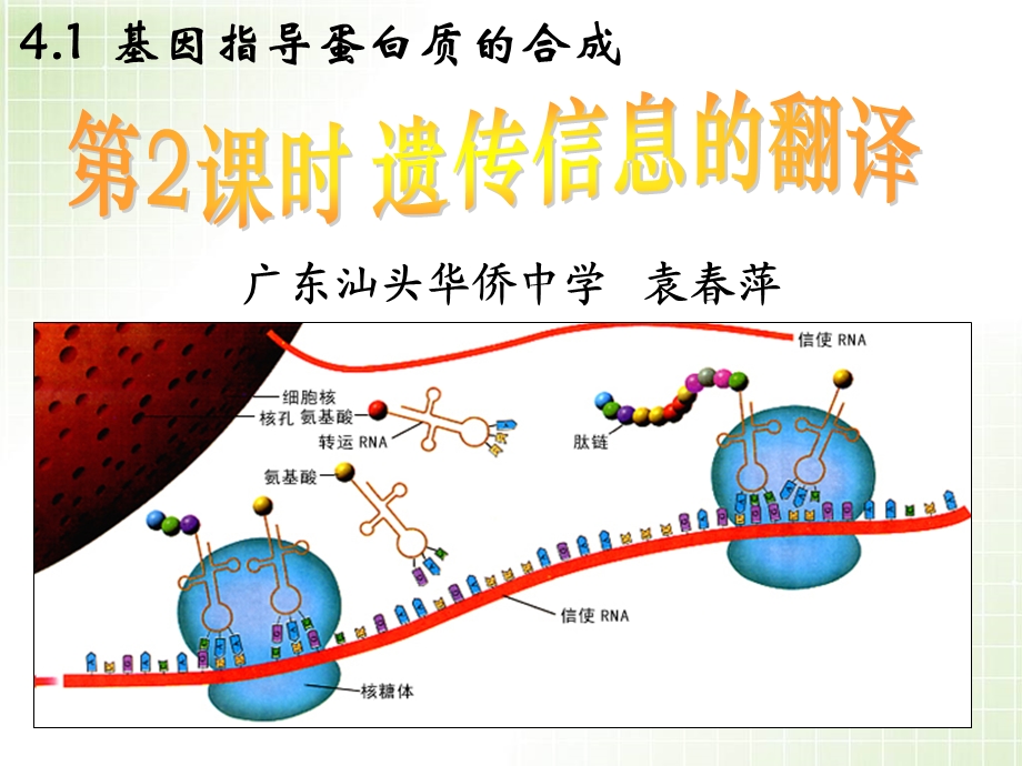 《遗传信息的翻译》教学.ppt_第1页