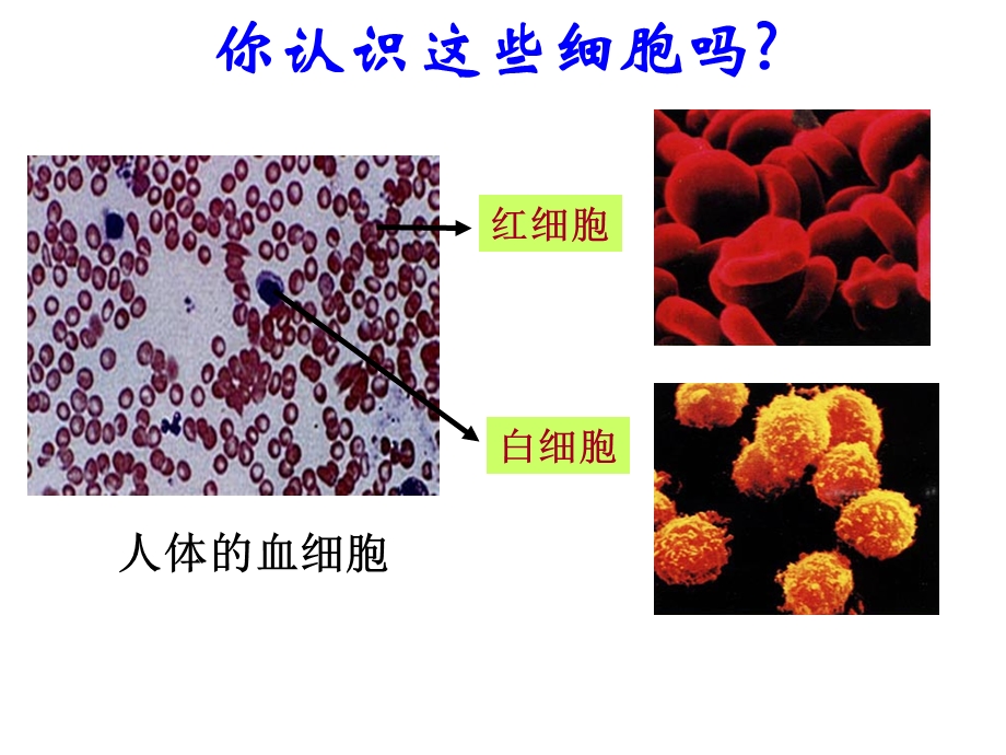 《细胞的多样性和统一性》sk.ppt_第2页