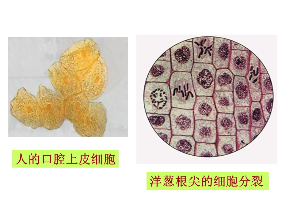 《细胞的多样性和统一性》sk.ppt_第3页