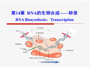 RNA的生物合成-转录-WJ.ppt