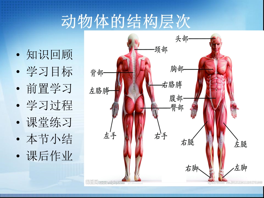 《动物体的结构层次》教学.ppt_第2页