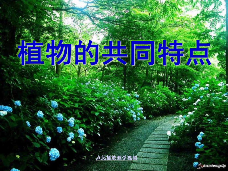 《植物的共同特点》.ppt_第1页