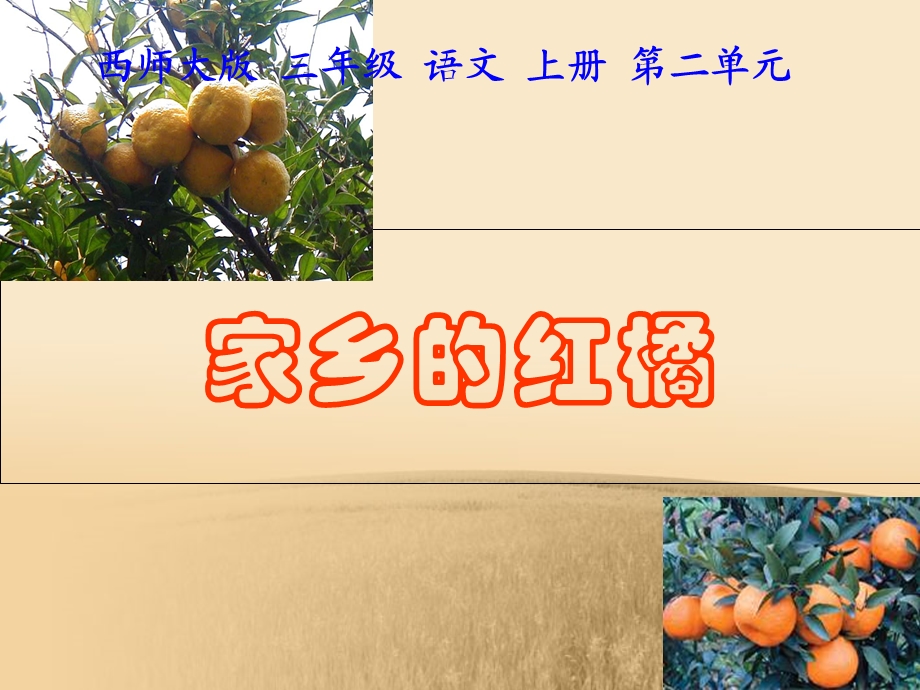 (西师大版)三年级语文上册课件家乡的红橘.ppt_第1页