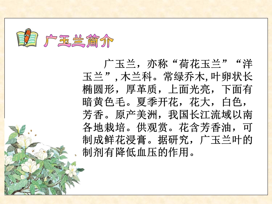 《广玉兰》课件(苏教版六年级语文下册课件)(.ppt_第3页