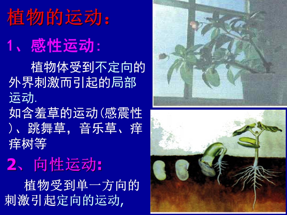 《植物的激素调节》教学.ppt_第2页