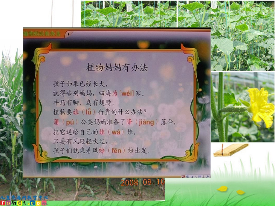 (人教新课标)二年级语文上册课件植物妈妈有办法.ppt_第3页