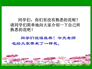 《夹竹桃》课件(苏教版六年级语文下册课件)(长安小学).ppt