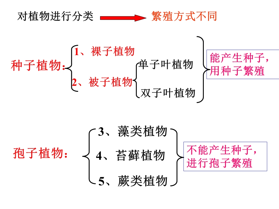 《植物的主要类群》课件.ppt_第3页