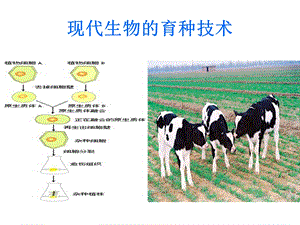 《现代生物技术在育种上的应用》课件.ppt