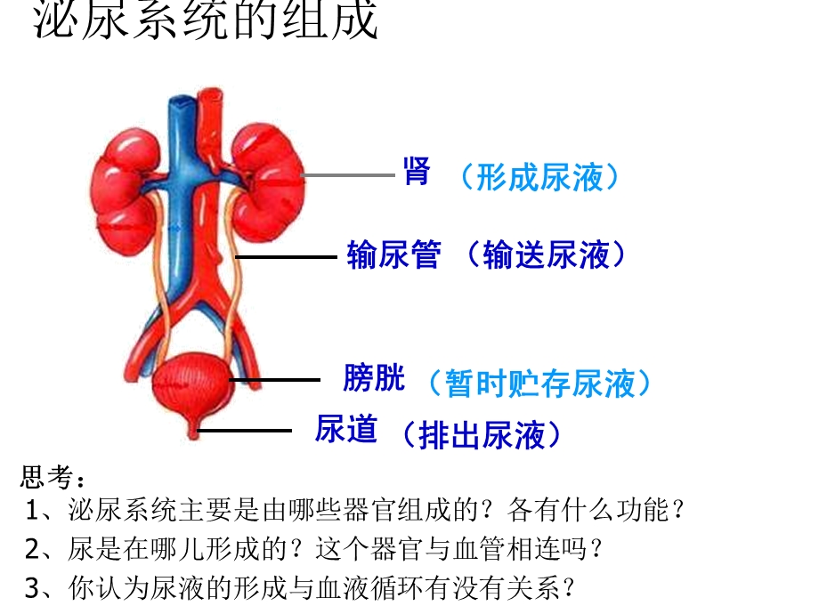 七年级生物尿的形成和排出.ppt_第3页