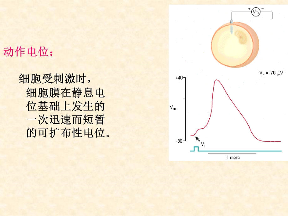 人体解剖学第3章.ppt_第3页